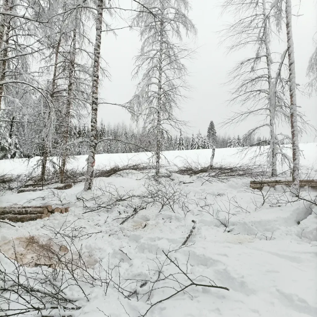 Ensiharvennus koivikossa